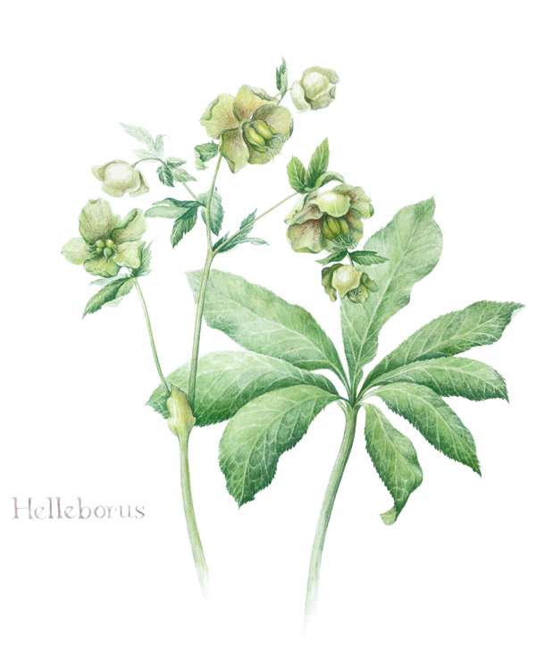 Helleborus (Lenten Rose), a botanical watercolor by Ruth Councell
